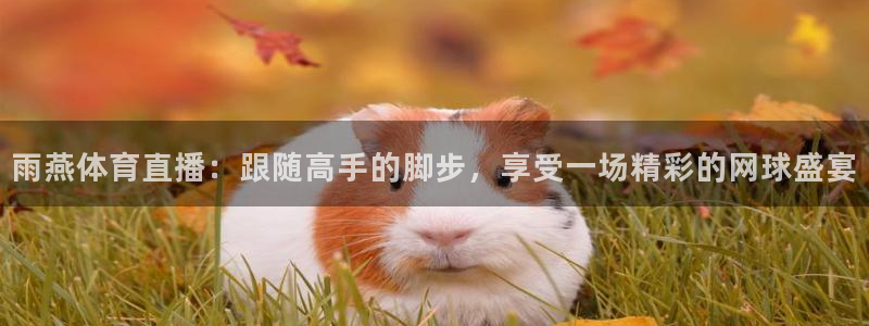 雨燕体育直播：跟随高手的脚步，享受一场精彩的网球盛宴