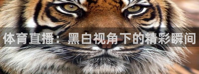 体育直播：黑白视角下的精彩瞬间
