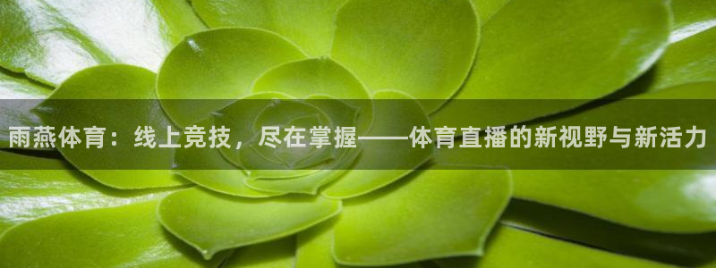 雨燕体育：线上竞技，尽在掌握——体育直播的新视野与新活力