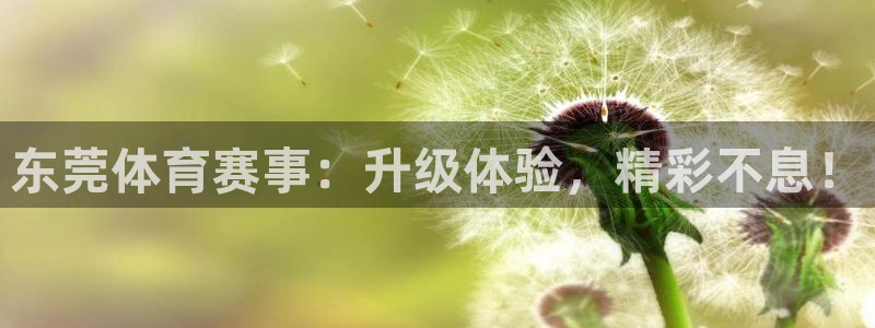 东莞体育赛事：升级体验，精彩不息！